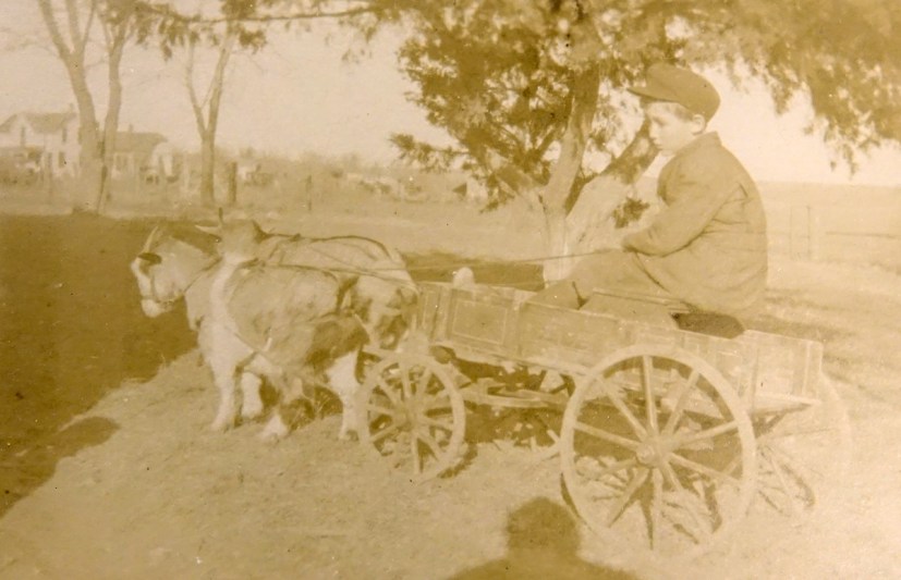 A touching photo of a boy with his goats.